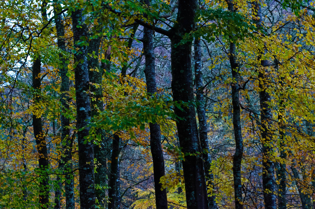 Invermoriston | Inverness