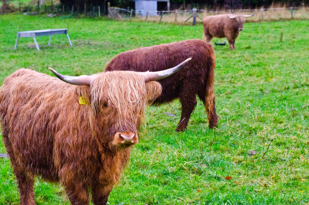 Invermoriston | Inverness