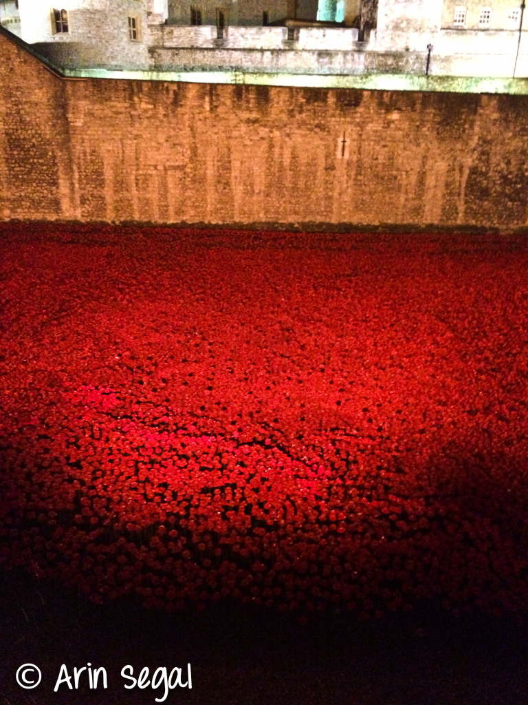 Poppies illuminated at night